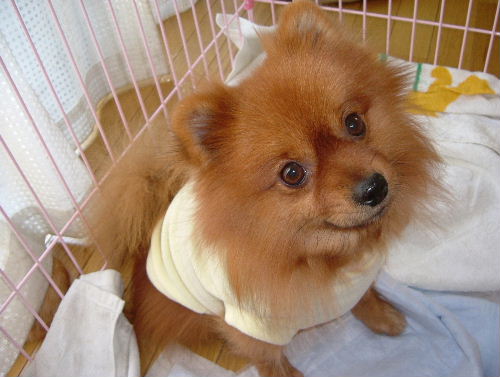 家族の見つかったワンコたち